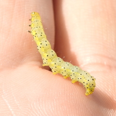 Abrostola asclepiadis