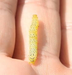 Abrostola asclepiadis