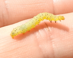 Abrostola asclepiadis
