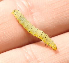 Abrostola asclepiadis
