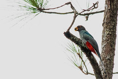 Priotelus roseigaster