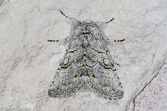 Charadra dispulsa