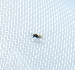 Encyrtinae