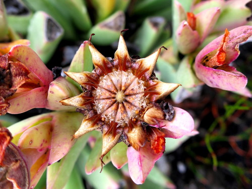 Image of Machairophyllum albidum by no rights reserved
