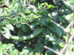 Philothamnus natalensis