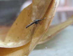 Anopheles aquasalis