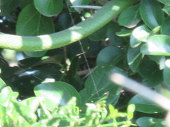 Philothamnus natalensis