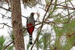 Priotelus roseigaster