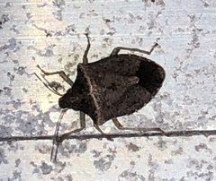 Euschistus obscurus