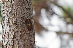 Priotelus roseigaster