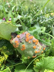 Puccinia poarum