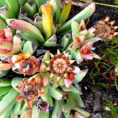 Machairophyllum albidum