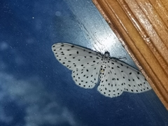 Antipercnia belluaria