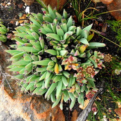 Machairophyllum albidum