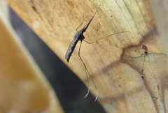 Anopheles aquasalis