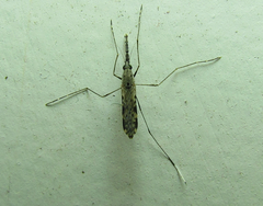 Anopheles aquasalis