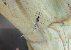 Anopheles aquasalis