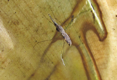Anopheles aquasalis