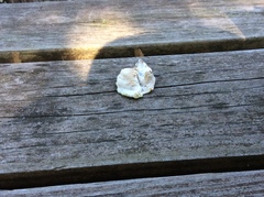 Amphibalanus eburneus