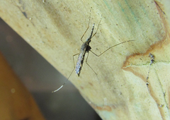Anopheles aquasalis
