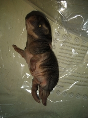 Sylvilagus floridanus