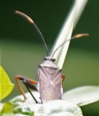 Notobitus meleagris