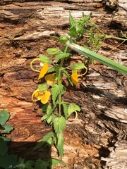 Rhynchocorys orientalis