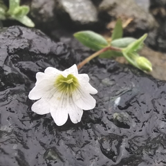 Cerastium latifolium