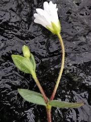 Cerastium latifolium