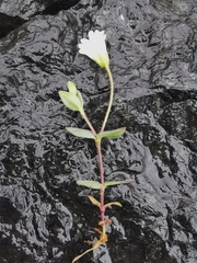 Cerastium latifolium