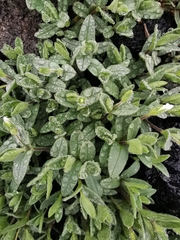 Cerastium latifolium