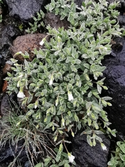 Cerastium latifolium