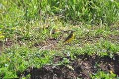 Motacilla flava flava