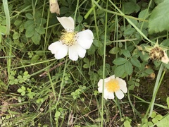 Rosa arvensis