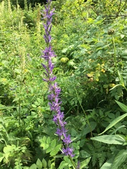 Asyneuma campanuloides