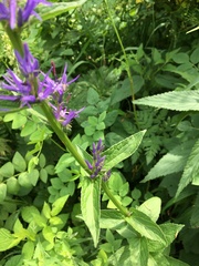 Asyneuma campanuloides