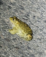 Strauchbufo raddei
