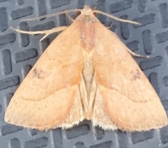 Galgula