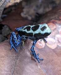 Dendrobates tinctorius