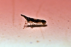 Terauchiana singularis