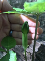 Arisaema quinatum