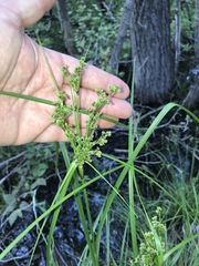 Scirpus atrocinctus
