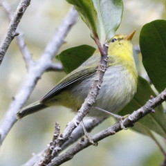Phylloscopus ruficapilla voelckeri