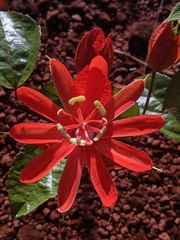 Passiflora coccinea