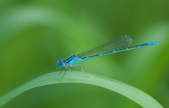 Paracercion hieroglyphicum