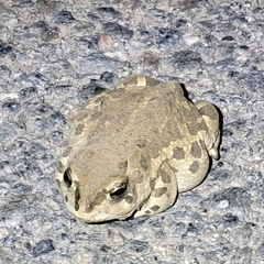 Strauchbufo raddei