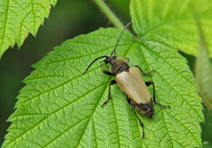 Trigonarthris proxima