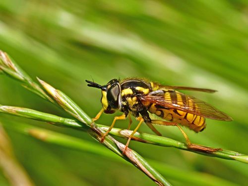 Large Meadow Fly, Enschede-Noord, Enschede, Nederland, photo 7 of 10