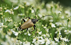 Trigonarthris proxima