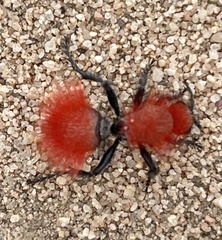 Dasymutilla flammifera